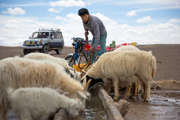 Feeding cashmere goats, The Little Tibet blog