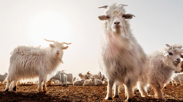 cashmere goats, The Little Tibet blog