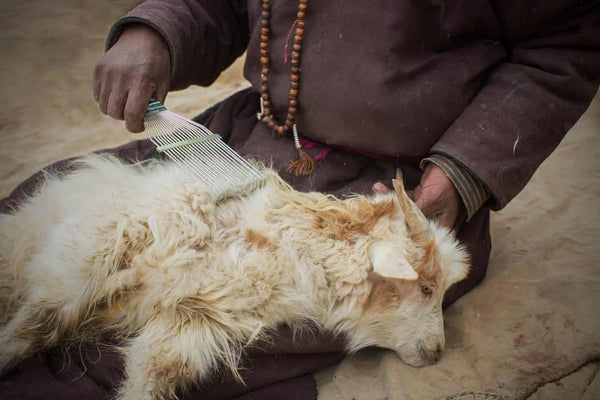 Brushing the wool from cashmere goat, The Little Tibet blog