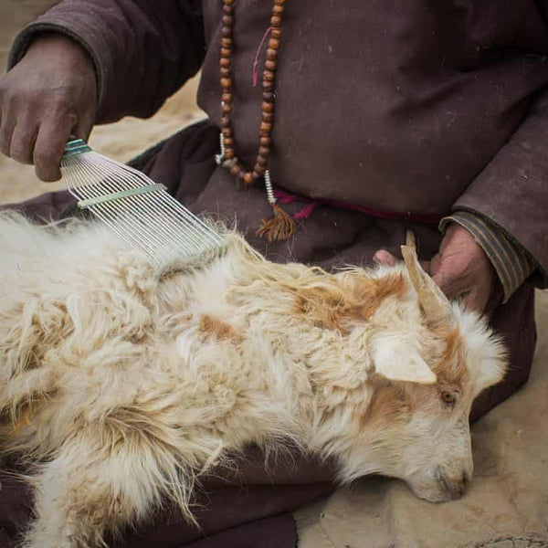 shahtoosh wool is obtained from