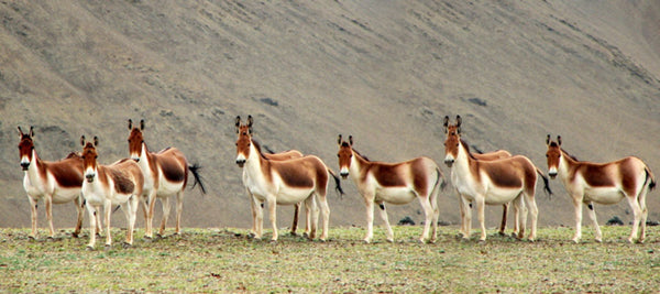 The Himalayas: A Paradise of Exotic Animals-The Little Tibet