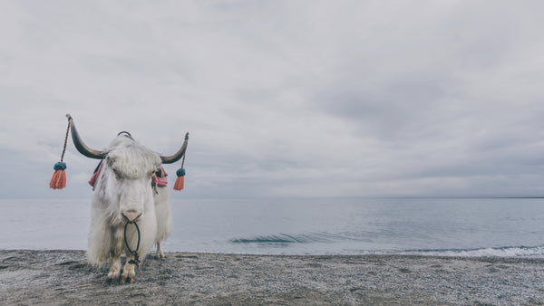white hair Tibetan yak, The Little Tibet blog