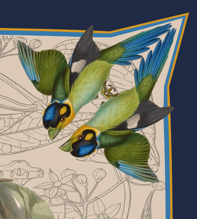 Long-tailed Broadbill Bird Square Silk Scarf – Pure Silk Twill (88cm x 88cm)